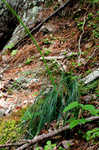 Eastern turkeybeard